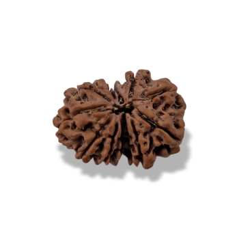 Rudraksha - Rudraksza Gauri - Shankara